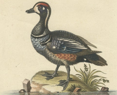 Hand-Colored Engraving of the Dark and Spotted Duck by Seligmann, ca.1770, close-up 2