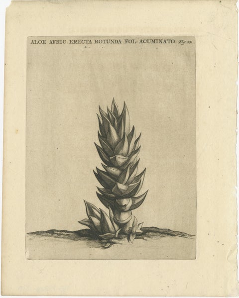 Botanical Engraving of Aloe Afric Erecta from Caspar Commelin's Work, 1706, view 2
