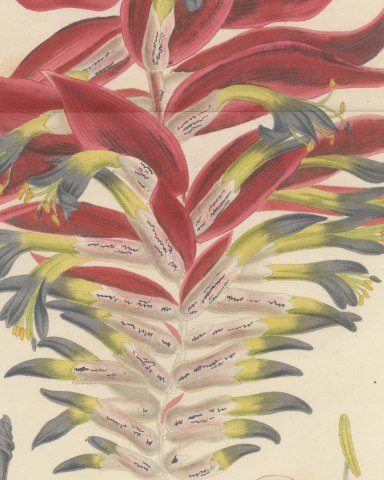 Billbergia Moreliana, Bromeliad in Flower Chromolithograph Plate II, 1859, close-up 1
