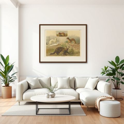 Large Antique Zoology Poster, Stoat, Weasel, Polecat c.1880, shown framed in a room