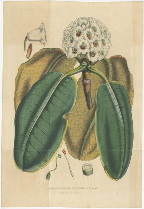 Set of 2 Antique Botany Prints, Rhododendron, by Louis van Houtte, 1849, view 2