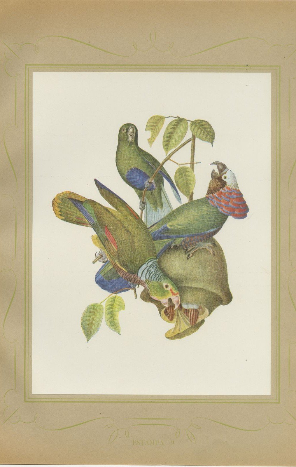 Amazon Parrots, Brazilian Bird Print, Descourtilz, 1944