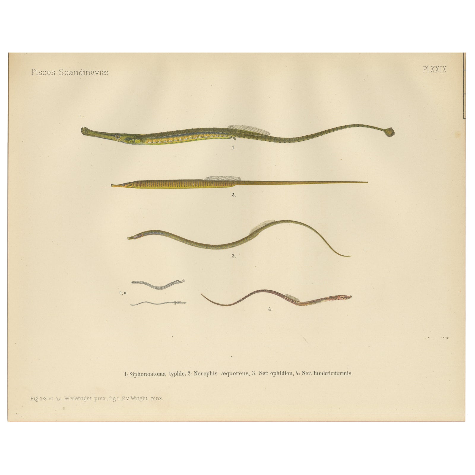 Pipefish and Worm Pipefish - Graceful and Slender Scandinavian Fish Lithograph