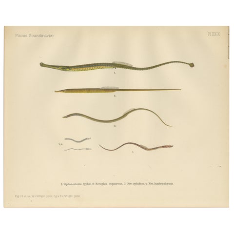 Pipefish and Worm Pipefish - Graceful and Slender Scandinavian Fish Lithograph