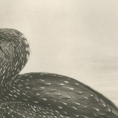 Gannet, Immature, Antique Bird Print after Lilian Medland, circa 1909, close-up 2