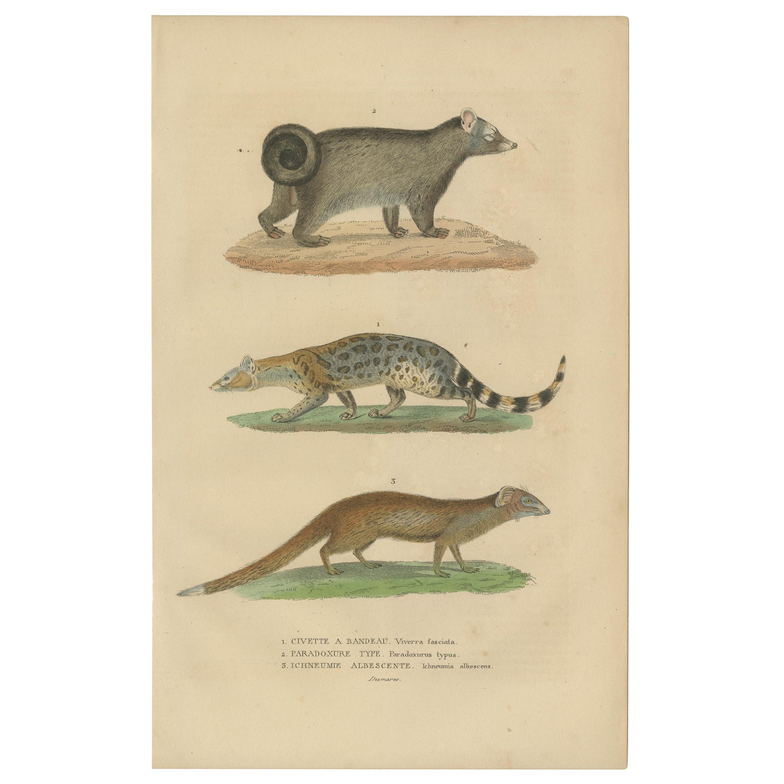 Nocturnal Foragers: A Banded and Asian Palm Civet and Enigmatic Mongoose, 1845