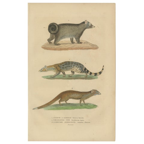 Nocturnal Foragers: A Banded and Asian Palm Civet and Enigmatic Mongoose, 1845