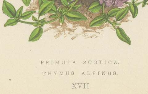 Scottish Primrose and Alpine Thyme hand coloured botanical print 1874, close-up 1
