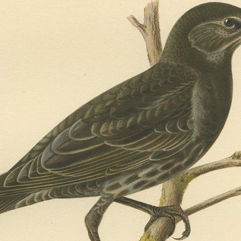 Antique Bird Print of the Common Starling, 1927, close-up 2
