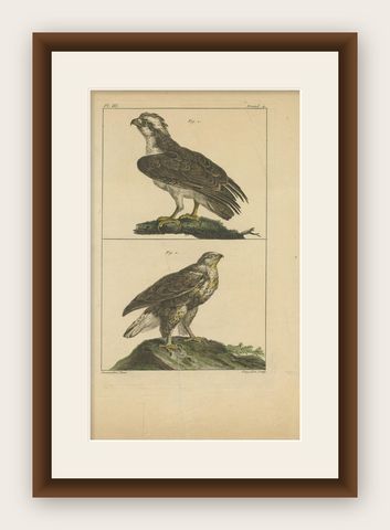 Antique Print of Birds of Prey by Vangelisti, c.1820, shown framed