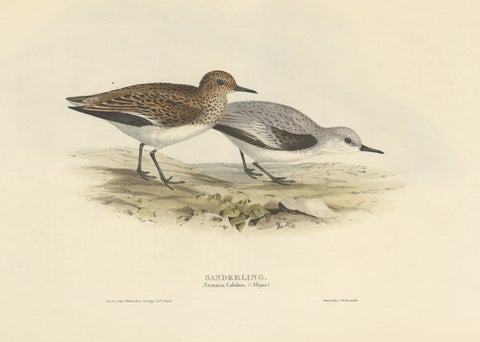 Antique Bird Print of The Sanderling by Gould, 1832, close-up 1