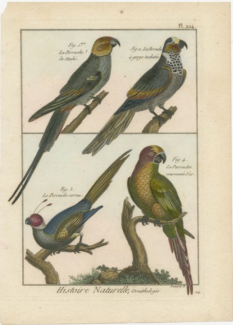 Original, Beautifully Richly Colored, Copper Engraving of Four Parakeets '1792', view 2
