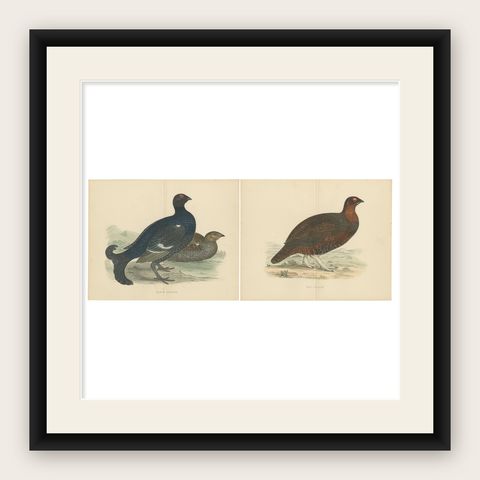 Set of 2 Antique Prints of a Black Grouse and Red Grouse 'with Centre Fold', shown framed