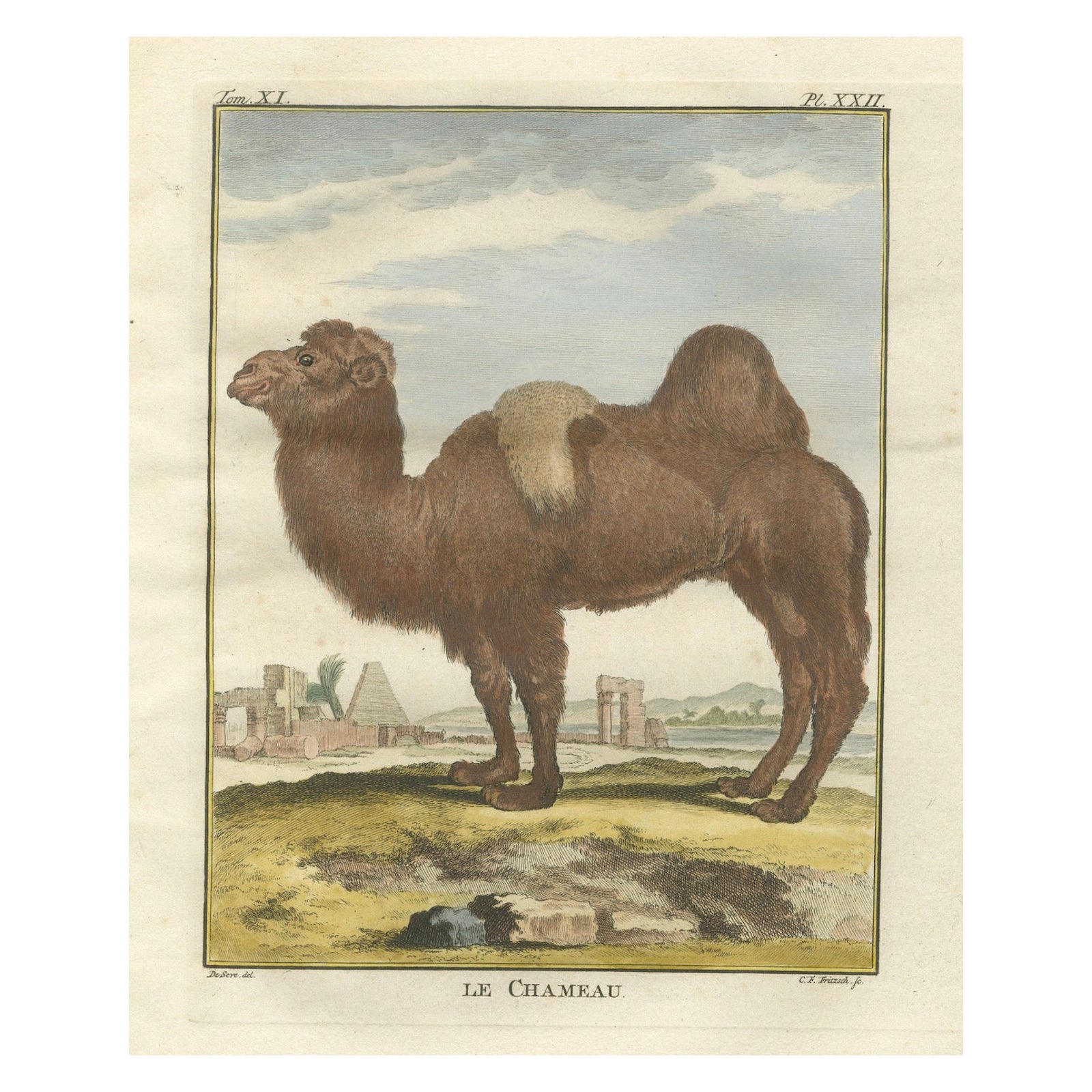 Antique Bactrian Camel Engraving, Buffon Hand-Coloured Print Amsterdam 1769