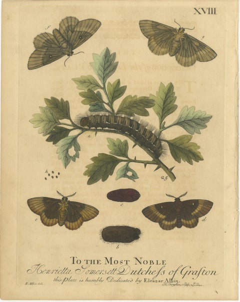 English Moths & Caterpillars, Common Rustic, Drab & Tiger Moths, Albin 1720, view 3