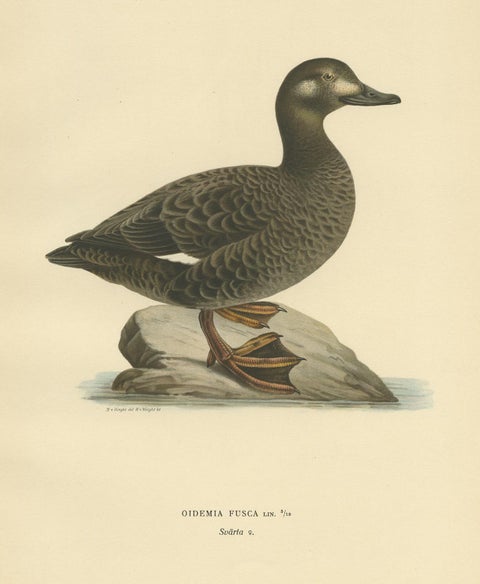 Antique Bird Print of the Velvet Scoter by Von Wright '1929', view 2