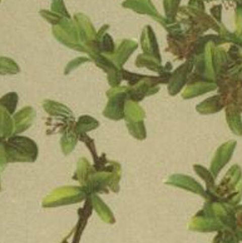 Antique Botany Print of the Salix Retusa Plant by Palla, 1897, close-up 2