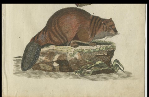 Patinca Rich Hand Colored Antique Print of a Beaver, Pubished in circa 1820, close-up 1