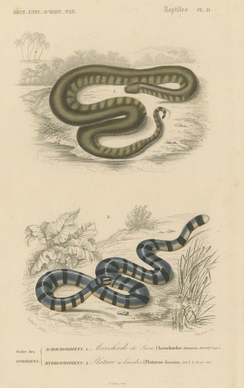 Snake Print of Elephant Trunk Snake and Sea Krait, c.1850, Orbigny, close-up 1