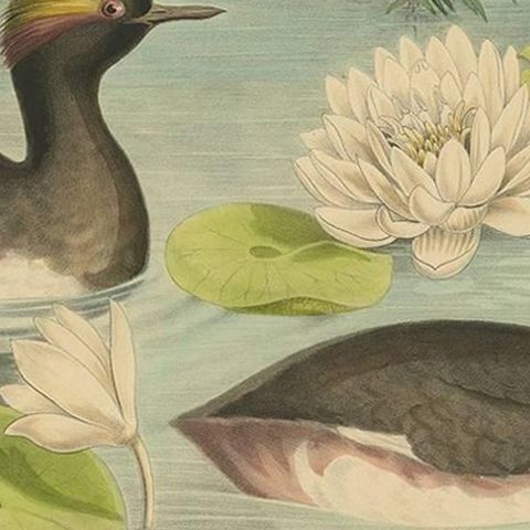 Antique Bird Print of Two Black-Necked Grebes Made after D.G. Elliot, 1869, close-up 2