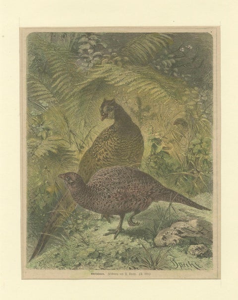 Illustration of Noble Pheasants (Edelfasanen)" by August Specht, 1870, close-up 3