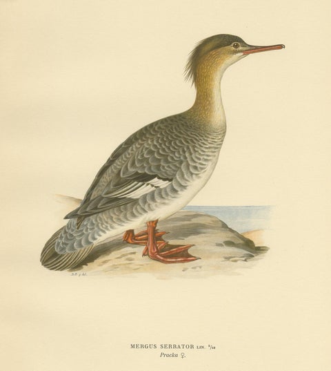 Antique Bird Print of a Female Red-Breasted Merganser by Von Wright '1929', view 4