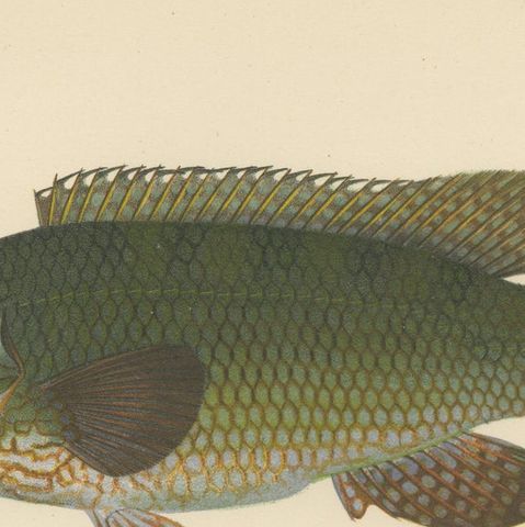 Colorful Scandinavian Wrasse Trio - Stunning Hand-Coloured Fish Lithograph, 1895, close-up 6