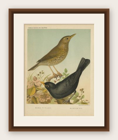 Antique Bird Print of the Thrush and Blackbird, circa 1880, shown framed