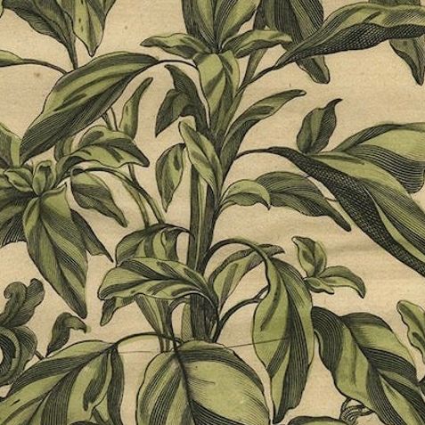 Botanical Illustration of Yellow Variegated Sage from Munting’s 1696 Herbal, close-up 6