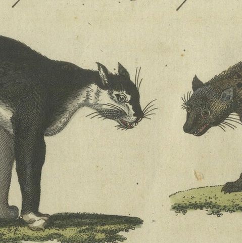 Striking 1805 Hand-Colored Engraving of Wild Cats and Predatory Mammals, close-up 6