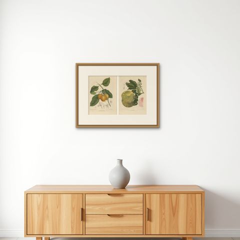 Set of Two Antique Prints, Citrus Decumana, Xanthochymus Dulcis, circa 1870, shown framed on a wall