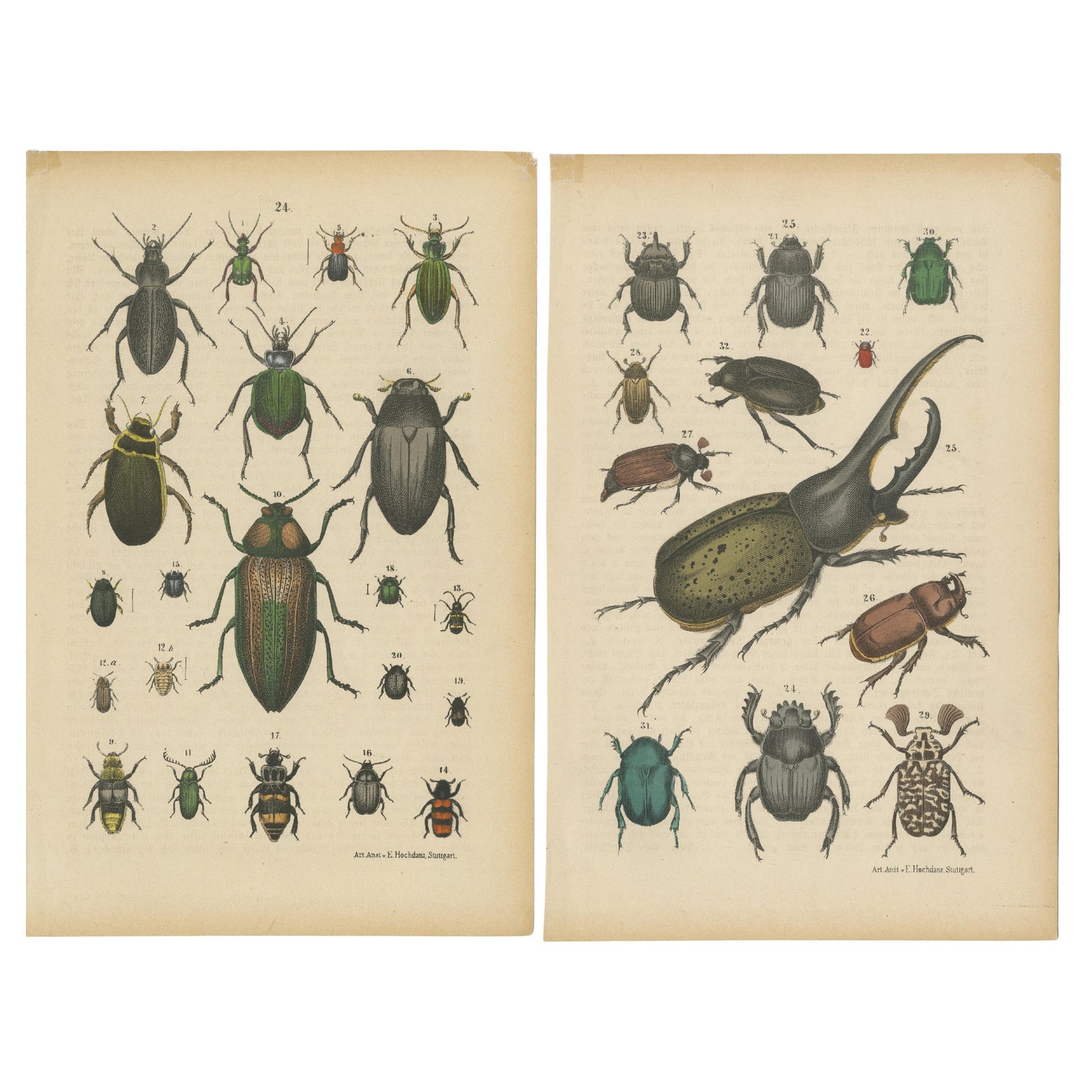 Set of 2 Antique Prints of various Beetles including a Rhinoceros Beetle, 1890