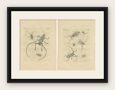 Set of 2 Antique Prints of Various Beetles, shown framed