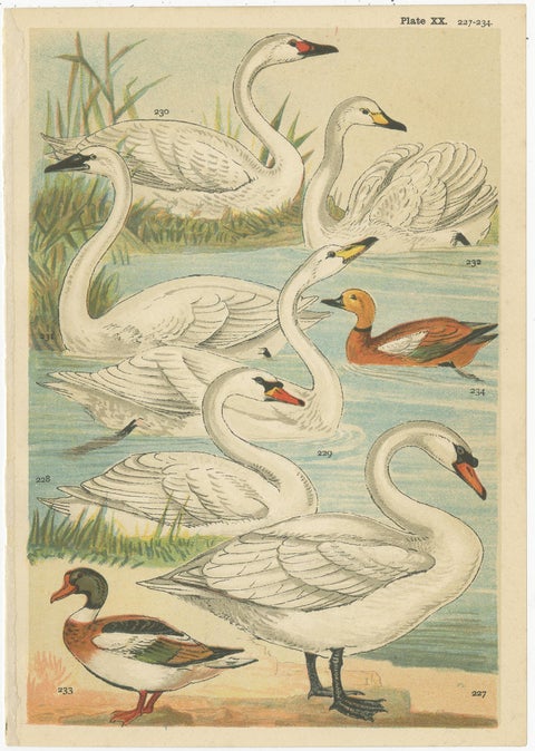 Set of 6 Antique Prints of various Waterfowl and Wading Birds by Gordon 'c.1900', view 7
