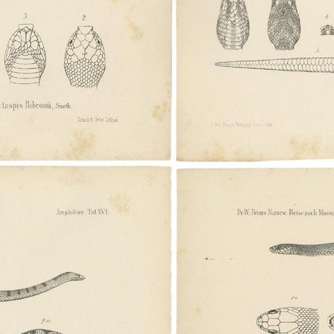 Set of 4 Antique Prints of the Lowland Viper and Other Snakes, close-up 2