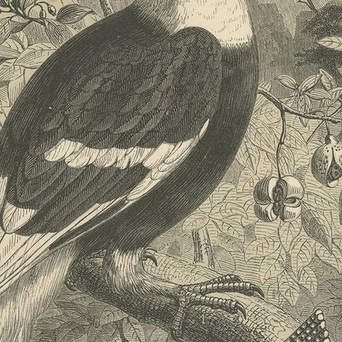 Antique Bird Print of a Great Hornbill and Crested Kingfisher, 1853, close-up 2