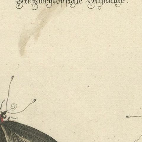 The Two-Headed Serpent and the Black Butterfly, 1749, close-up 4