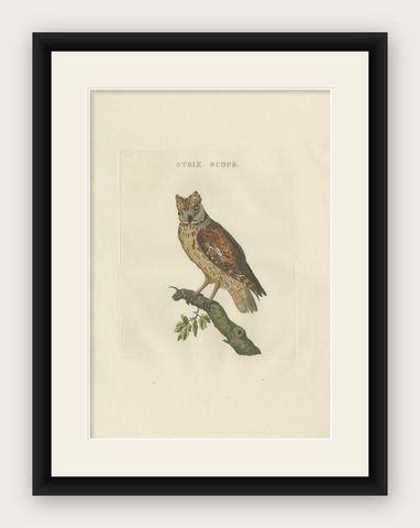 Eurasian Scops Owl Print, Antique Dutch Ornithology by Sepp & Nozeman, c.1770, shown framed