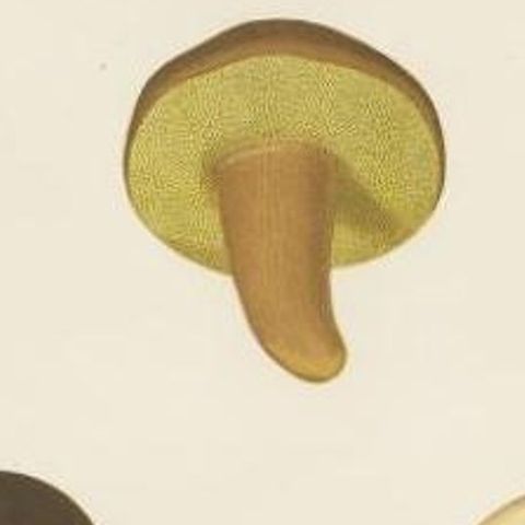 Antique Mycology Print of the Boletus Aereus by Fries, c.1860, close-up 1