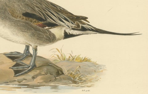 Sleek Elegance: The Northern Pintail by Magnus von Wright, Published in 1929, close-up 2