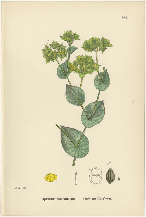 Antique English Botanical Prints, Elegant British Wildflowers, Sowerby c.1902, view 7
