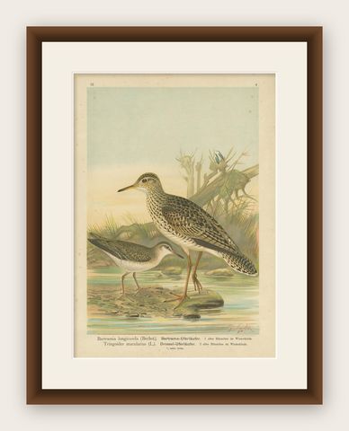 Antique Bird Print of the Upland and Spotted Sandpiper by Naumann, circa 1895, shown framed