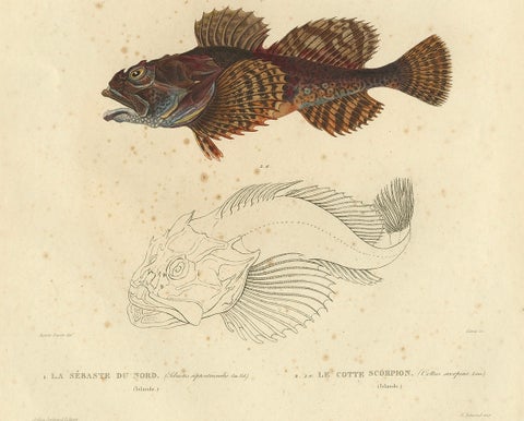 Antique Ichthyology Print, Norway Redfish & Sculpin from Gaimard, 1842, close-up 2