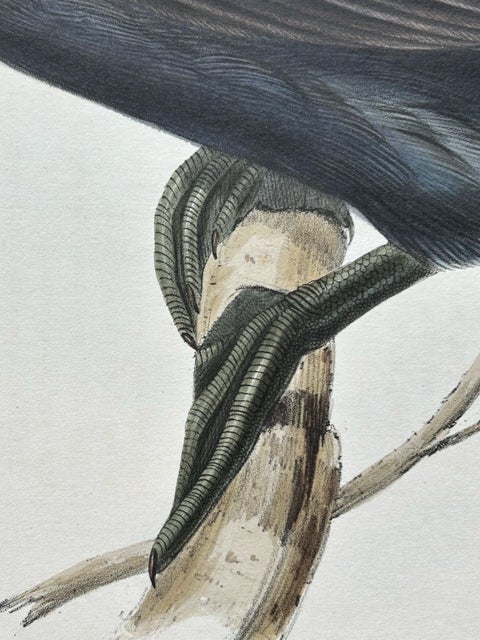 Little Cormorant, Antique Bird Lithograph by John Gould, c.1832, view 8