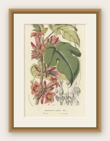 Botanical Illustration of Little Kurrajong: Brachychiton Bidwillii, c.1855, shown framed