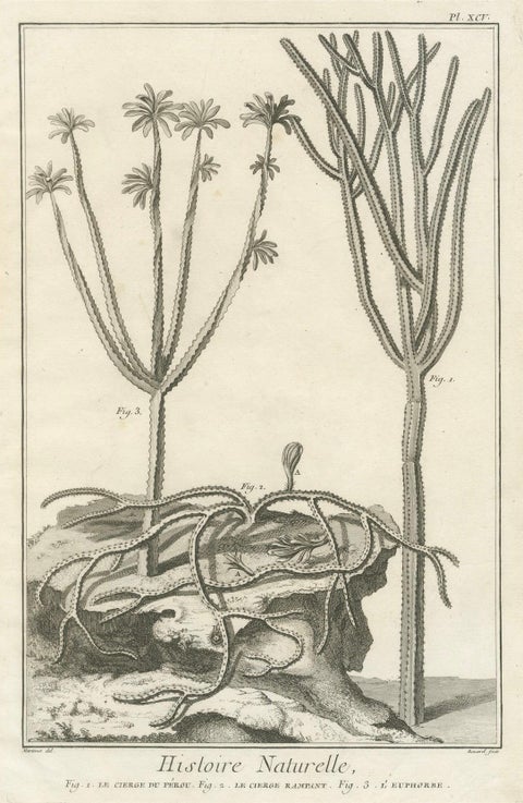 Decorative Antique Prints, Marine Plants and Cactus Engravings, c.1770, close-up 1