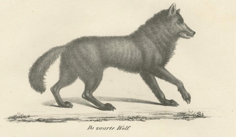 19th-Century Lithograph of the Black Wolf and Grey Wolf in Striking Detail, close-up 4