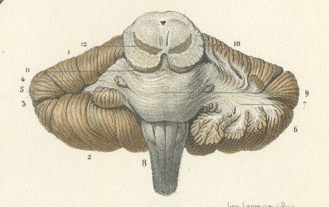 The Cerebellum, Antique Hirschfeld Anatomy Print, 1866, view 7