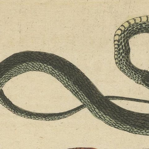 Antique Print of Various Snakes, 'c.1800', close-up 1
