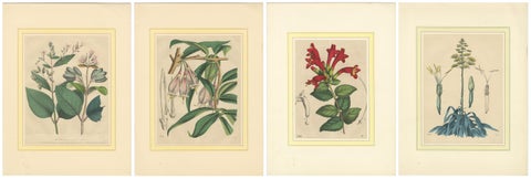 Set of Four Hand-Colored Botanical Prints from Book of Worlds, 1848, view 6